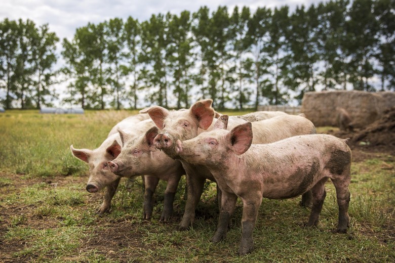 Agriculture in Alberta